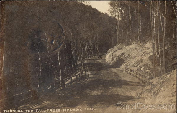 Through the Tall Trees Mohawk Trail Massachusetts