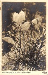 Bear Grass, Glacier National Park Montana Postcard Postcard