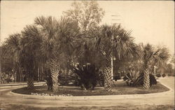 Harbor Oaks Postcard