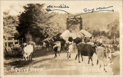 Dairy Herd Tillamook, OR Postcard Postcard