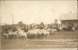 Stock Farm Postcard
