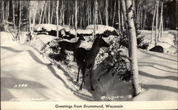 Greetings from Drummond Postcard