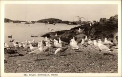 Sea Gulls on Beach Monhegan, ME Postcard Postcard