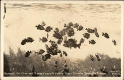 School of Fish as seen from a Photo Sub Silver Springs, FL Postcard Postcard