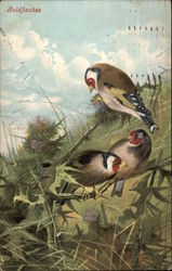 Goldfinches Birds Postcard Postcard