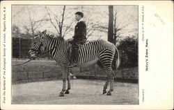 From the Gardens of the Zoological Society, Grevy's Zebra Mare Postcard