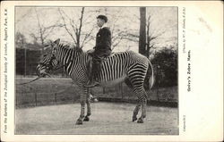 From the Gardens of the Zoological Society, Grevy's Zebra Mare London, England Postcard Postcard