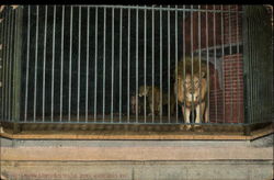 Lions, Lincoln Park Zoo Postcard