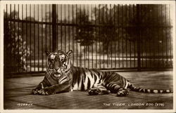 The Tiger, London Zoo United Kingdom Tigers Postcard Postcard