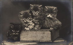 Kittens Sitting on a Book Postcard