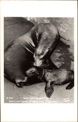 Sea Lion Cow and Pup, Sea Lion Caves Postcard