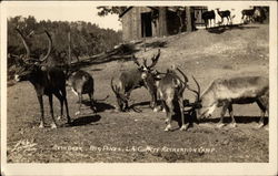 Reindeer, Big Pines Recreation Camp Postcard