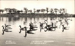 Canadian Honkers in Michigan - Geese Birds Postcard Postcard