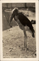 All Tired Out - They Work Him Hard in San Diego Postcard