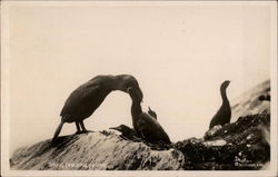 Shag Feeding Young Birds Postcard Postcard