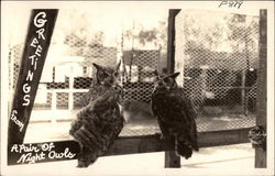 A Pair of Night Owls Postcard