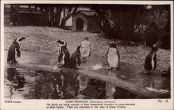Cape Penguin London, England Postcard Postcard