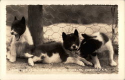 Eskimo Pups at Ed Clark's Eskimo Dog Ranch Woodstock, NH Dogs Postcard Postcard