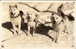 Stock #287521 Thumbnail