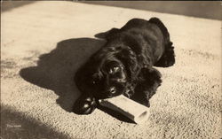 Black Puppy with a Bone Dogs Postcard Postcard