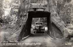 Drive Thru Tree at Underwood Park Redwood Highway, CA Postcard Postcard