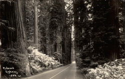 Redwood Highway Postcard