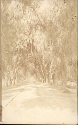 Tree Lined Road Postcard