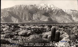 Mt. San Jacinto from the Cactus Garden Indio, CA Postcard Postcard