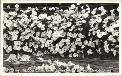 75,000 Lillies, Easter Sunrise Service, Hollywood Bowl Postcard