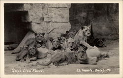 Gay's Lion Farm Postcard