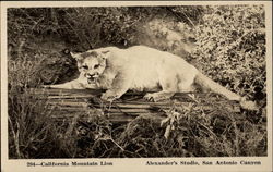 California Mountain Lion Postcard