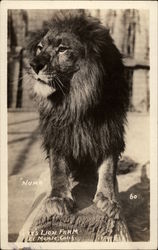 Gay's Lion Farm - Numa Postcard