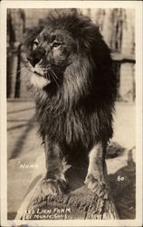 Gay's Lion Farm - Numa El Monte, CA Postcard Postcard