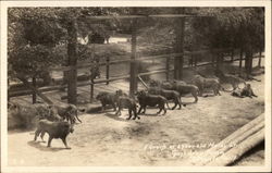 Group of Year Old Males, Gay's Lion Farm El Monte, CA Postcard Postcard