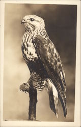 Hawk Postcard