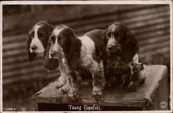Young Hopefuls Dogs Postcard Postcard
