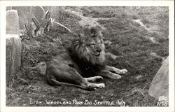 Lion - Woodland Park Zoo Postcard
