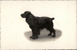 Portrait of a Cocker Spaniel Postcard