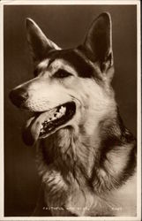 German Shepherd Postcard