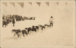 Dog Sled Team Postcard