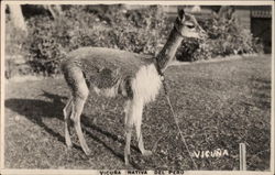 Vicuna Native Peru Postcard Postcard