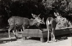 Deer at Mt. Wilson Hotel Postcard