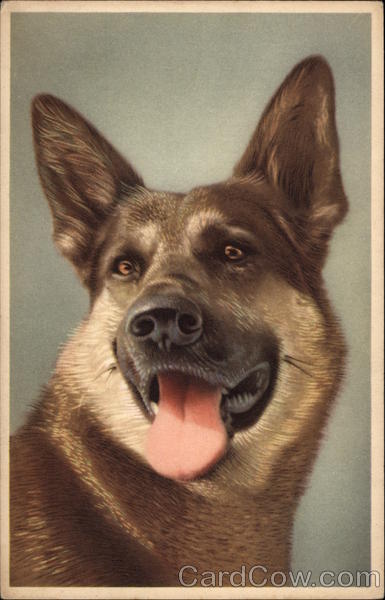 German Shepherd Dog Dogs