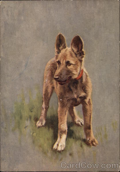 A German Breed, The Alsatian Dogs