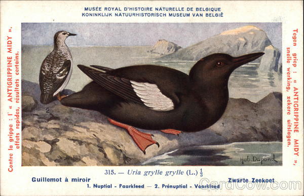 Guillemot - The Museum of Natural History, Belgium