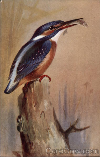 Kingfisher Birds