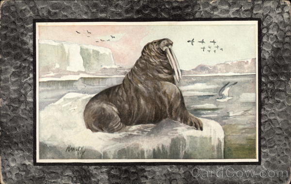 Walrus on an Iceberg