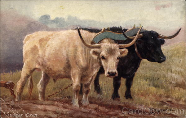 Famous British Cattle: Sussex Oxen Tuck's Oilette Series