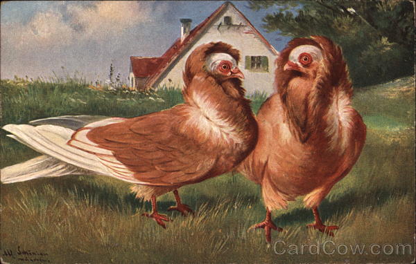 Two chiecks with hoods of feathers Birds