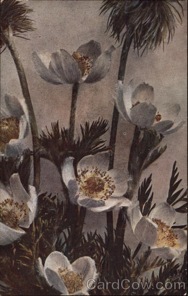 Rocky Mountain Wildflowers - Anemone